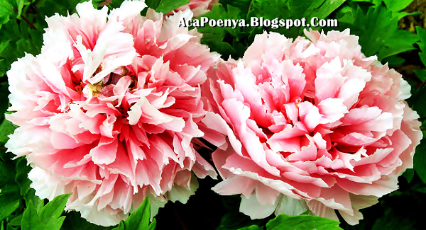 Bunga Peony