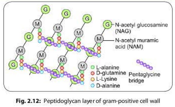 Peptidoglycan layer of gram positive cell wall