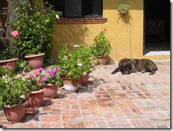 Front patio and entrance door