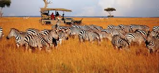 Tanzania wildlife Safari