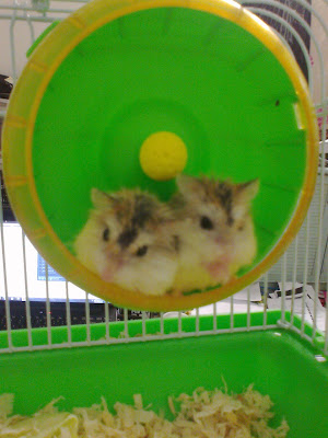 gambar hamster termahal}