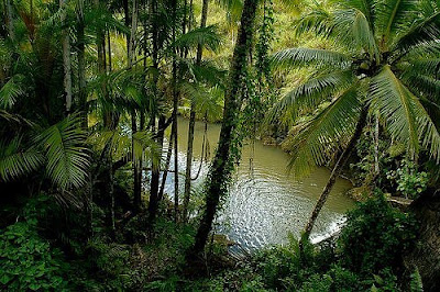 رحلة إلى غابات الامازون سحر الطبيعة عالم المعرفة