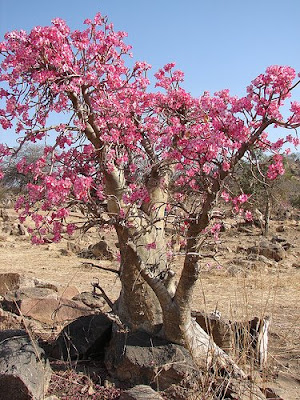 gardens in the desert sand