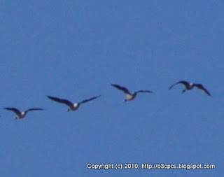 Canada Geese