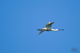Eurasian Spoonbill or Common Spoonbill (Platalea leucorodia) in flight