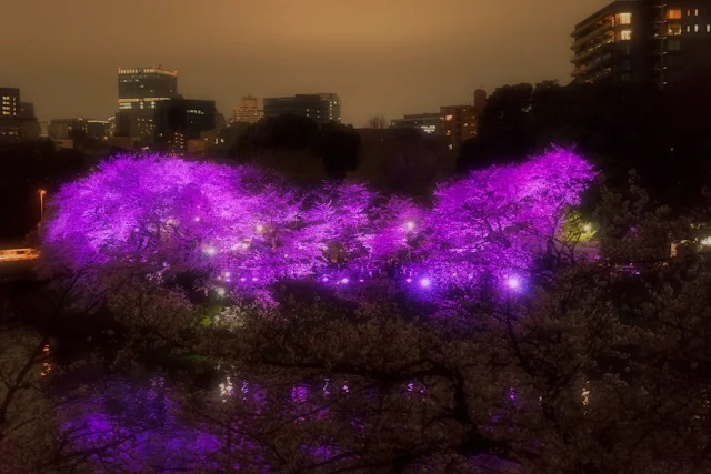 北の丸公園（千代田区）から望む千鳥ヶ淵の夜桜