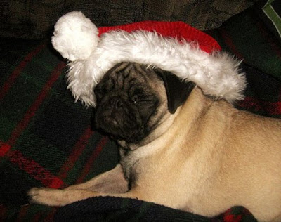 Santa Hat Seen On www.coolpicturegallery.us