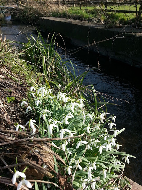 snowdrops spring