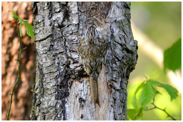 Pełzacz leśny (Certhia familiaris) czy pełzacz ogrodowy (Certhia brachydactyla)?