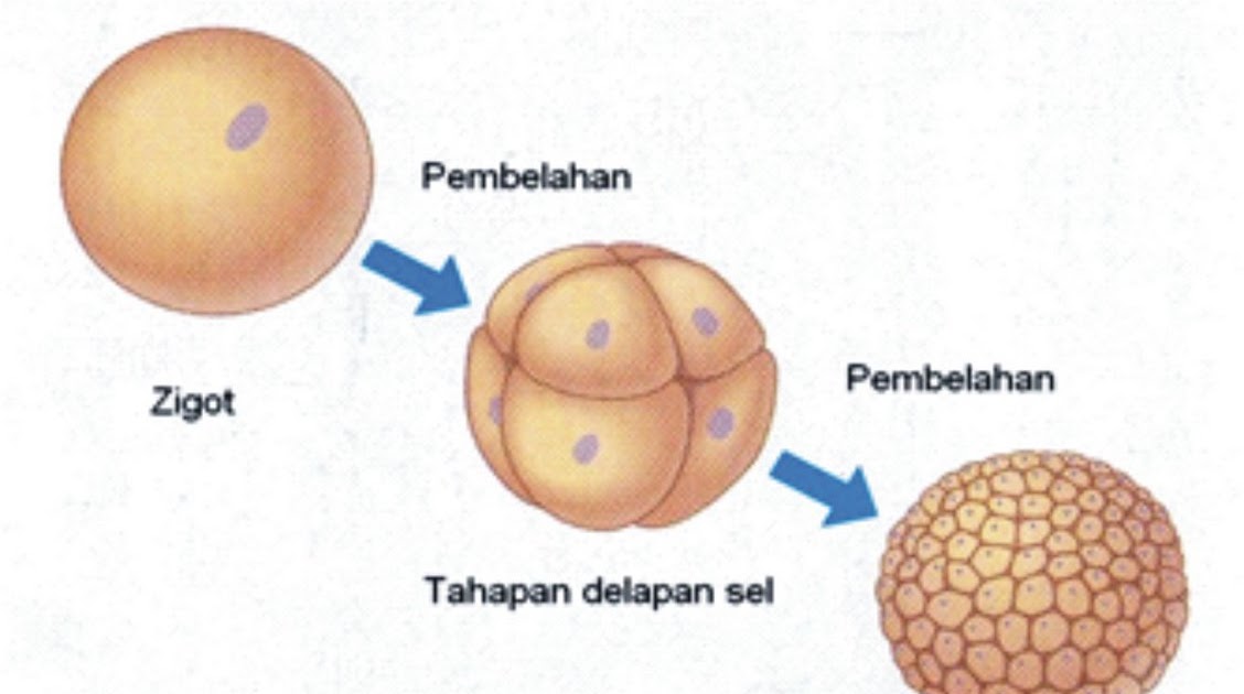 Pertumbuhan Perkembangan Pertumbuhan dan Perkembangan 