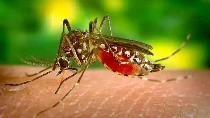 Climate Crisis Fuels Spread of Mosquito-Borne Diseases, Warn Experts