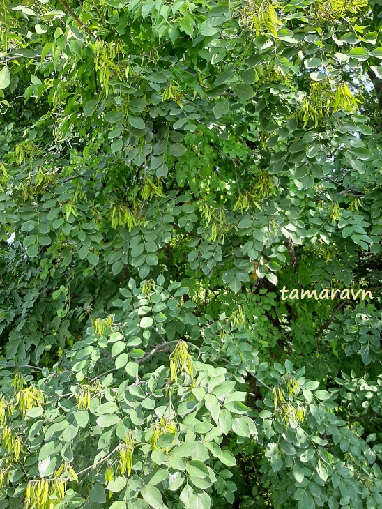 Маакия амурская (Maackia amurensis)