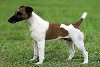 Fox Terrier (pelo liso)