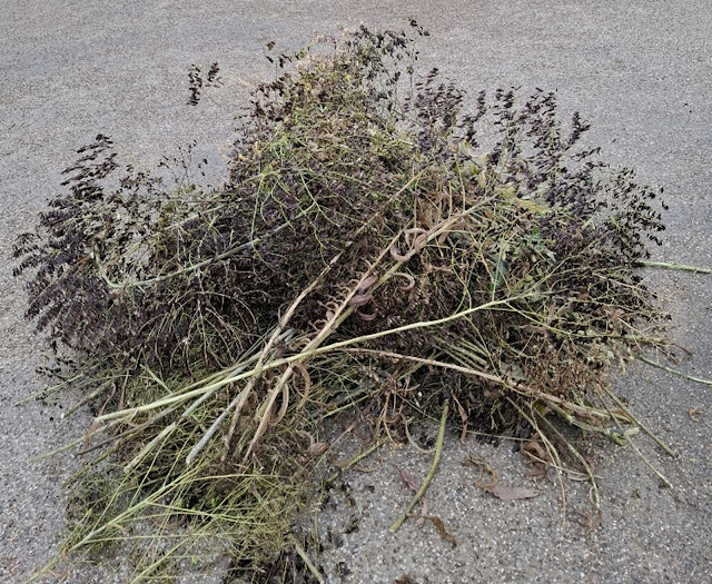 A large pile of woad clippings on the floor