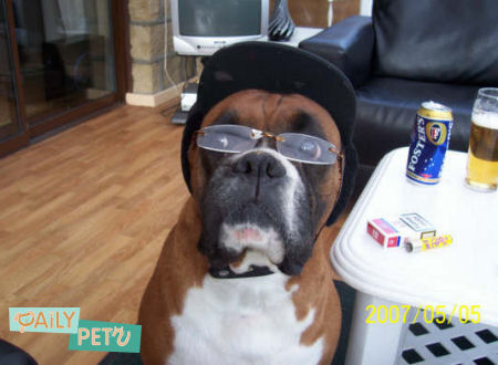 funny boxer dog pictures