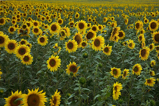 Cultivation Of Sunflower In India And Its Uses