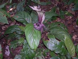 TERATAK HERBA DAN PETUA: POKOK BELIMBING TANAH
