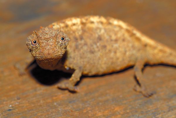 world's tiniest chameleon, madagascar chameleon, new chameleon species found, the smalest chameleon in the world, new chameleon species found in madagascar