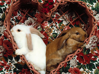 Beautiful Rabbits Wallpapers