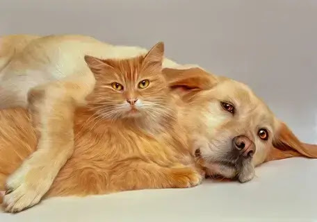 7 Tips to Help Your Cat and Dog Get Along