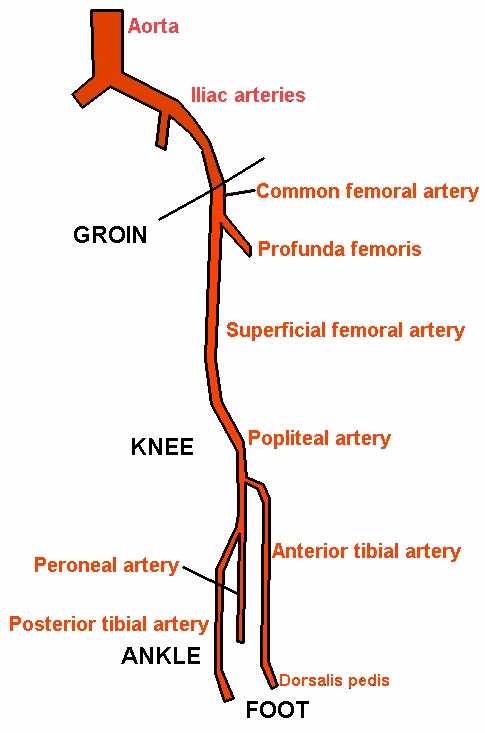 arteries and veins of neck. veins and arteries of neck.