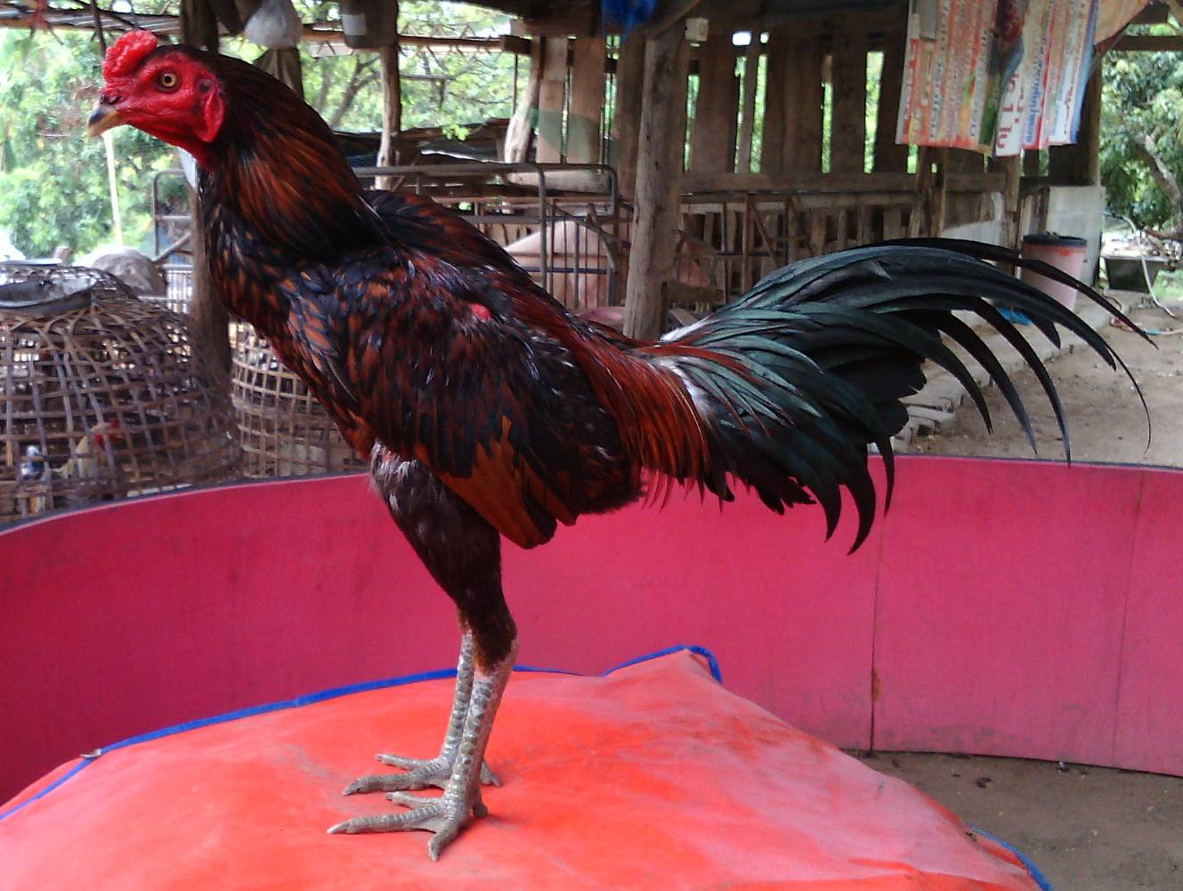 Bangkok Super Ayam Bangkok Bagus Lengkap Dengan Gambar Dan Cirinya