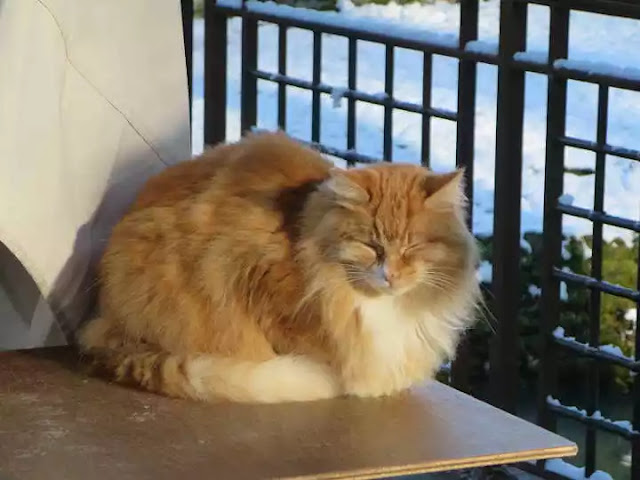 el gato Noisette del Castillo de Chenonceau