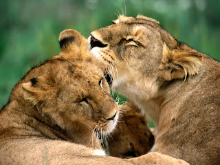 Best Lion And Lioness Wallpapers - Free Lion And Lioness Wallpapers