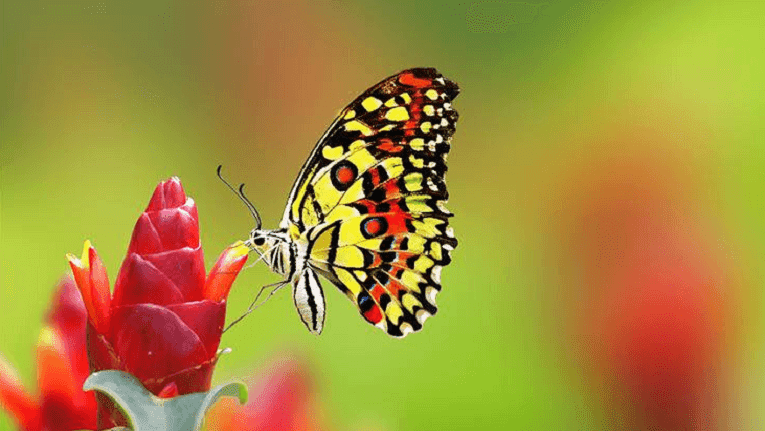 Puisi tarian kupu-kupu