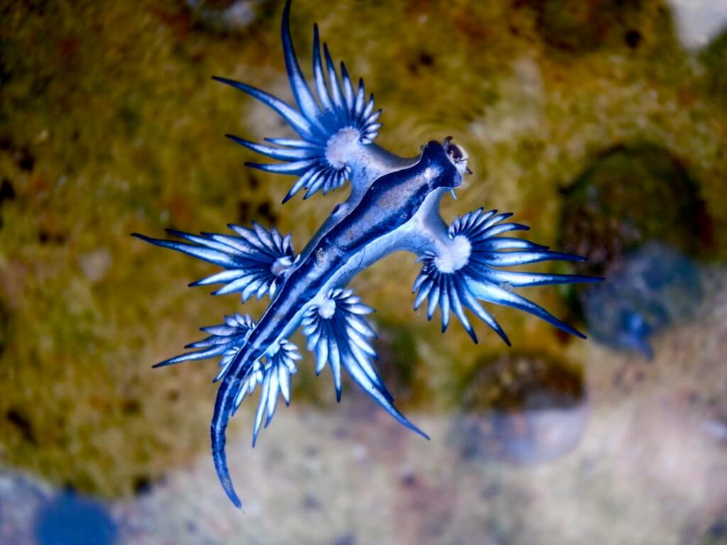 12 Mysterious But Beautiful Creatures You've Probably Never Seen - GLAUCUS ATLANTICUS AKA BLUE DRAGON FISH
