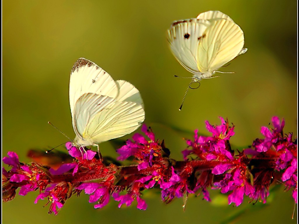 Wallpaper with Flowers and Butterflies
