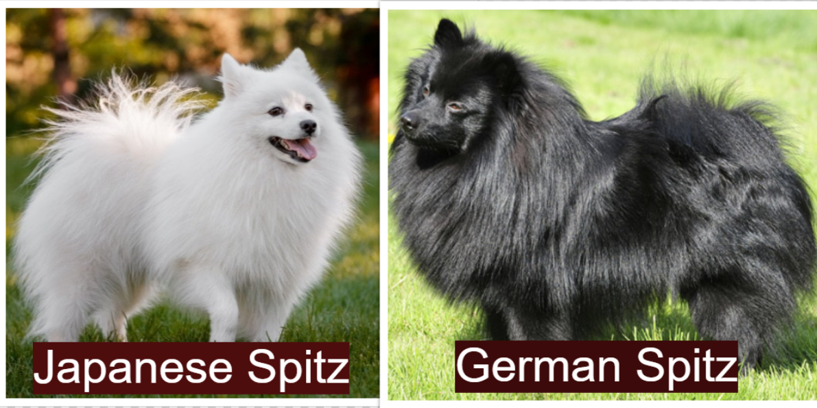 Japanese Spitz vs German Spitz: Coat