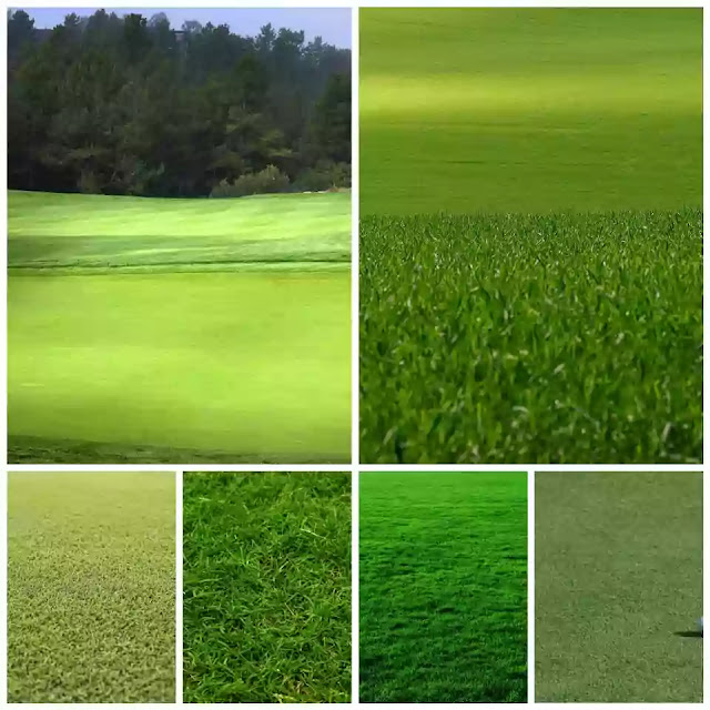 Bermuda grass growing in USA