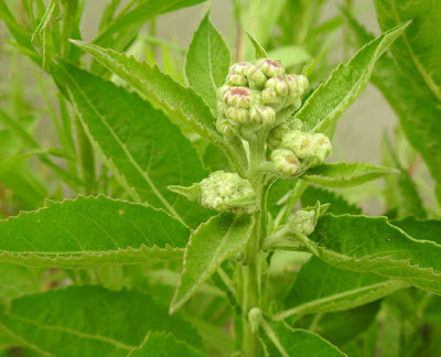 翼莖闊苞菊的花序