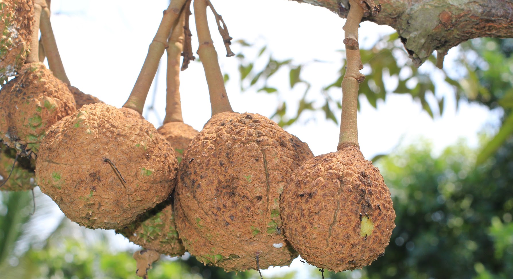 bibit durian gundul solo