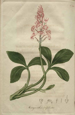 menyanthes trifoliata - buck bean