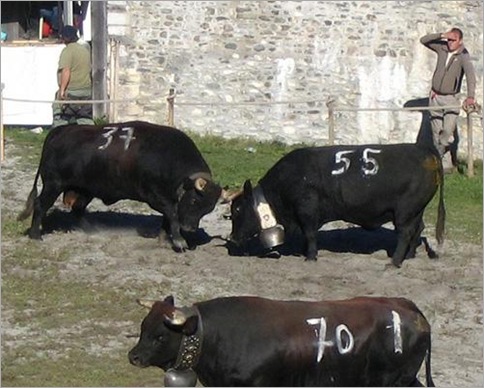Cow fighting