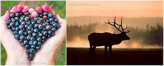 'Huckleberry Heart' and 'Elk Mist' (c) John Ashley