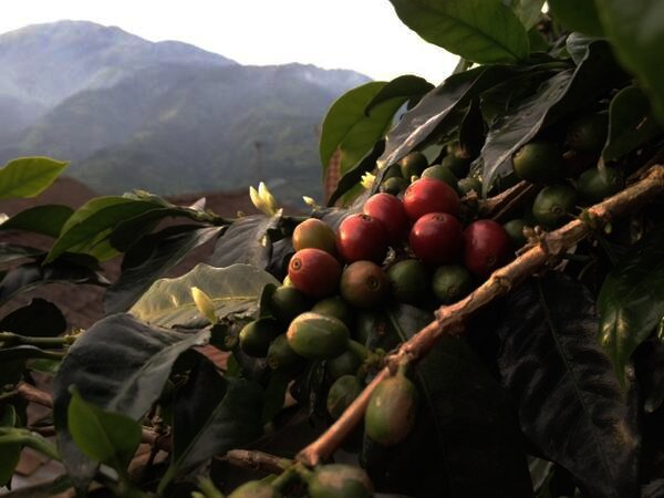 Kopi Lencoh Lereng Merapi