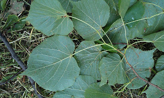 Lime Tree - Tilia Ruskin Park