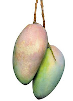 jambu kristal, mangga