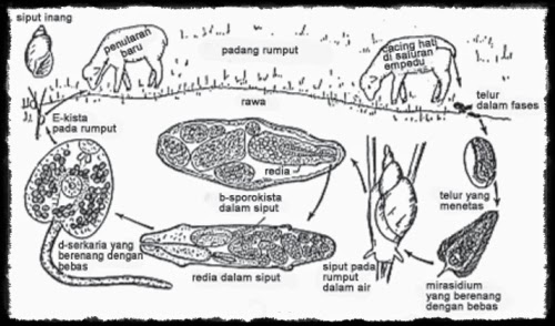 Filum Platyhelminthes Struktur Tubuh Sistem Reproduksi 