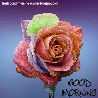 good morning flower images free download