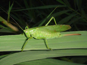 Bush Cricket