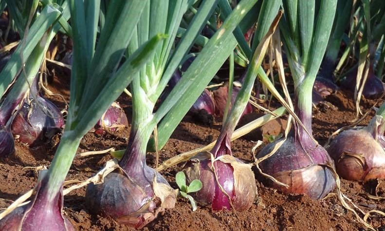 Onions can grow at home or in commercial farms. Apart from the flavor, onions are grown for  their health benefits to human beings.