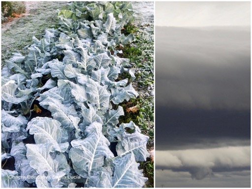 Brócoli escarchado / Nubarrones de tormenta - Chacra Educativa Santa Lucía