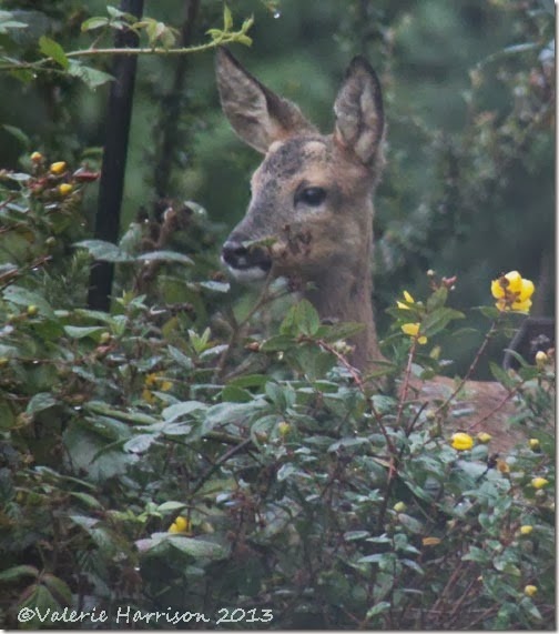 Roe-Deer