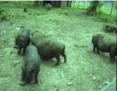 1980.05.25-006.11 phacochères
