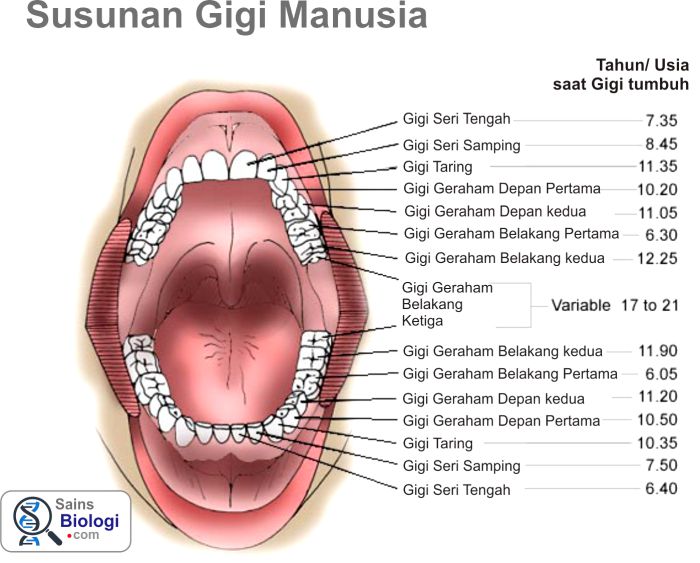 Ketika Ka Alinga Harus Menjalani Perawatan Akar Gigi  Mom 