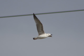 1st cycle Caspian Gull